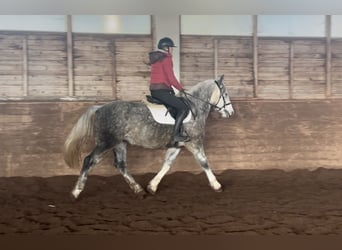 Más ponis/caballos pequeños, Caballo castrado, 5 años, 155 cm, Tordo rodado