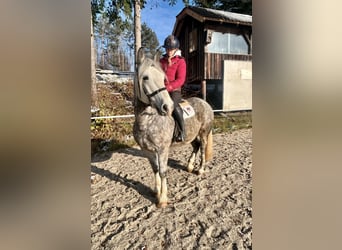 Más ponis/caballos pequeños, Caballo castrado, 5 años, 155 cm, Tordo rodado