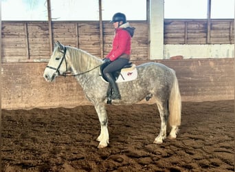 Más ponis/caballos pequeños, Caballo castrado, 5 años, 155 cm, Tordo rodado