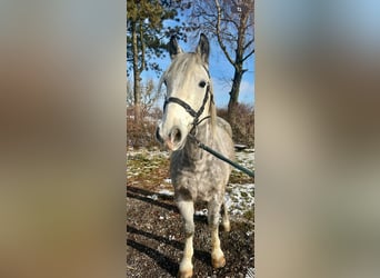 Más ponis/caballos pequeños, Caballo castrado, 5 años, 155 cm, Tordo rodado