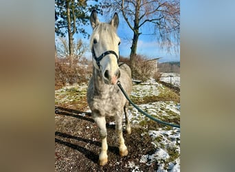 Más ponis/caballos pequeños, Caballo castrado, 5 años, 155 cm, Tordo rodado