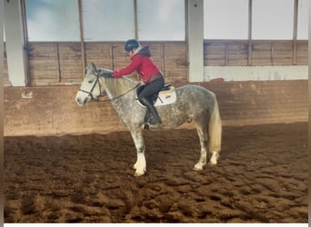 Más ponis/caballos pequeños, Caballo castrado, 5 años, 155 cm, Tordo rodado