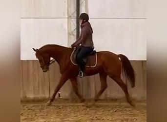 Más ponis/caballos pequeños, Caballo castrado, 5 años, 164 cm, Alazán