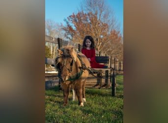 Más ponis/caballos pequeños, Caballo castrado, 5 años, 81 cm, Champán