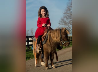 Más ponis/caballos pequeños, Caballo castrado, 5 años, 81 cm, Champán