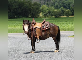 Más ponis/caballos pequeños, Caballo castrado, 5 años, 86 cm, Castaño rojizo