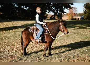 Más ponis/caballos pequeños, Caballo castrado, 5 años, 89 cm, Castaño rojizo