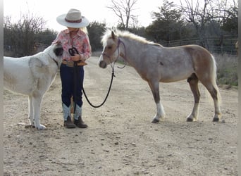 Más ponis/caballos pequeños, Caballo castrado, 5 años, 91 cm, Palomino