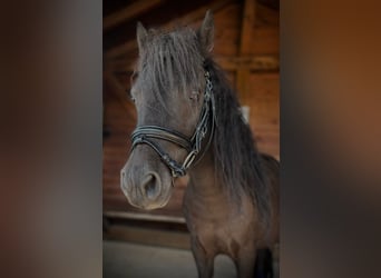 Más ponis/caballos pequeños, Caballo castrado, 5 años, 95 cm, Negro