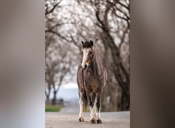 Más ponis/caballos pequeños, Caballo castrado, 5 años, 97 cm, Ruano alazán