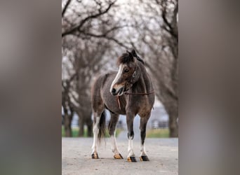 Más ponis/caballos pequeños, Caballo castrado, 5 años, 97 cm, Ruano alazán