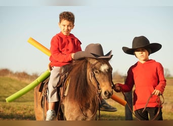 Más ponis/caballos pequeños, Caballo castrado, 5 años, Buckskin/Bayo