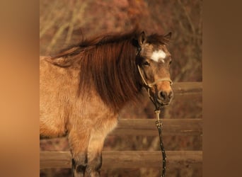 Más ponis/caballos pequeños, Caballo castrado, 5 años, Buckskin/Bayo