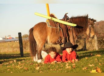 Más ponis/caballos pequeños, Caballo castrado, 5 años, Buckskin/Bayo