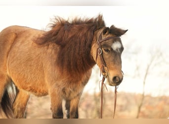 Más ponis/caballos pequeños, Caballo castrado, 5 años, Buckskin/Bayo