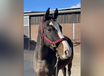 Más ponis/caballos pequeños Mestizo, Caballo castrado, 5 años, Castaño oscuro