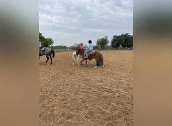 Más ponis/caballos pequeños, Caballo castrado, 5 años, Castaño rojizo