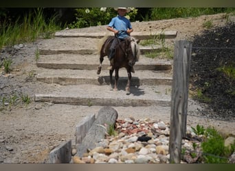 Más ponis/caballos pequeños, Caballo castrado, 5 años, Palomino