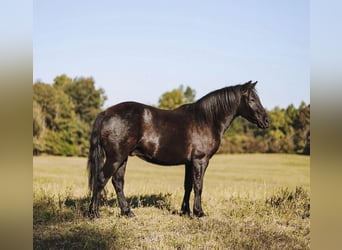 Más ponis/caballos pequeños, Caballo castrado, 6 años, 107 cm, Negro