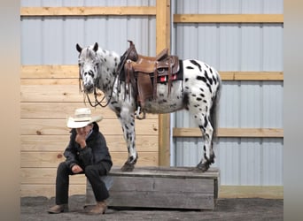 Más ponis/caballos pequeños, Caballo castrado, 6 años, 112 cm, Atigrado/Moteado