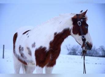 Más ponis/caballos pequeños, Caballo castrado, 6 años, 112 cm