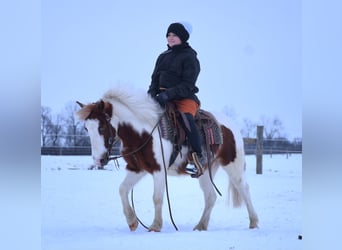 Más ponis/caballos pequeños, Caballo castrado, 6 años, 112 cm