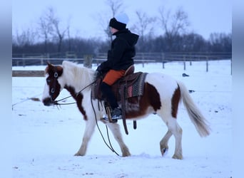 Más ponis/caballos pequeños, Caballo castrado, 6 años, 112 cm