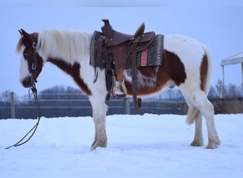 Más ponis/caballos pequeños, Caballo castrado, 6 años, 112 cm