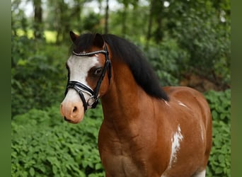 Más ponis/caballos pequeños, Caballo castrado, 6 años, 114 cm, Castaño