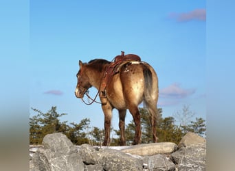 Más ponis/caballos pequeños, Caballo castrado, 6 años, 127 cm