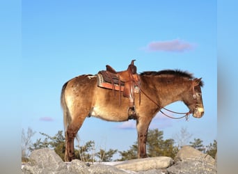 Más ponis/caballos pequeños, Caballo castrado, 6 años, 127 cm