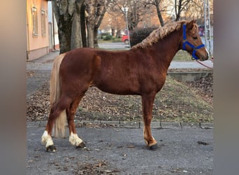 Más ponis/caballos pequeños, Caballo castrado, 6 años, 129 cm