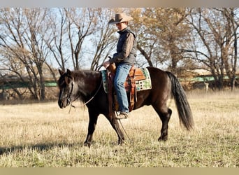 Más ponis/caballos pequeños, Caballo castrado, 6 años, 130 cm, Negro