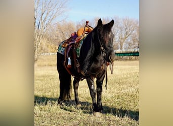 Más ponis/caballos pequeños, Caballo castrado, 6 años, 130 cm, Negro