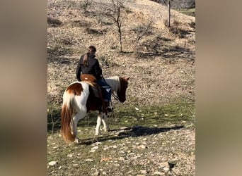 Más ponis/caballos pequeños, Caballo castrado, 6 años, 132 cm, Alazán rojizo