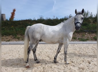 Más ponis/caballos pequeños, Caballo castrado, 6 años, 133 cm, Tordo