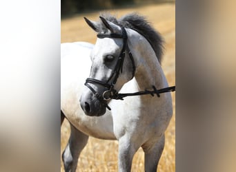 Más ponis/caballos pequeños, Caballo castrado, 6 años, 133 cm, Tordo