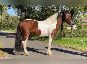 Más ponis/caballos pequeños, Caballo castrado, 6 años, 136 cm, Pío