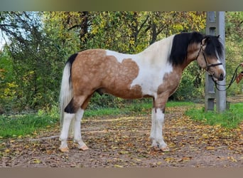 Más ponis/caballos pequeños, Caballo castrado, 6 años, 138 cm, Pío