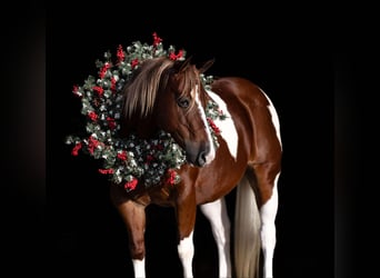 Más ponis/caballos pequeños, Caballo castrado, 6 años, 142 cm, Pío