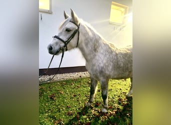 Más ponis/caballos pequeños, Caballo castrado, 6 años, 142 cm, Tordo