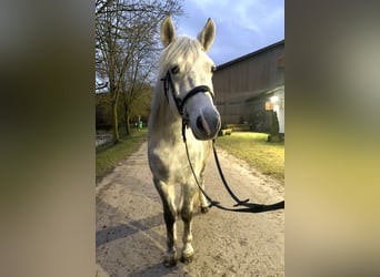 Más ponis/caballos pequeños, Caballo castrado, 6 años, 142 cm, Tordo