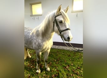 Más ponis/caballos pequeños, Caballo castrado, 6 años, 142 cm, Tordo