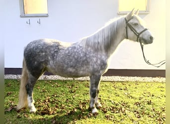 Más ponis/caballos pequeños, Caballo castrado, 6 años, 142 cm, Tordo