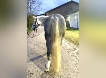 Más ponis/caballos pequeños, Caballo castrado, 6 años, 142 cm, Tordo