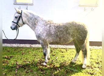 Más ponis/caballos pequeños, Caballo castrado, 6 años, 142 cm, Tordo