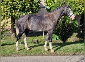 Más ponis/caballos pequeños Mestizo, Caballo castrado, 6 años, 142 cm, Tordo rodado