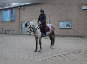 Más ponis/caballos pequeños, Caballo castrado, 6 años, 143 cm, Tordo