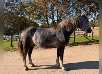 Más ponis/caballos pequeños, Caballo castrado, 6 años, 143 cm, Tordo