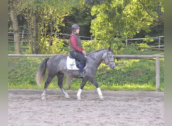 Más ponis/caballos pequeños, Caballo castrado, 6 años, 143 cm, Tordo